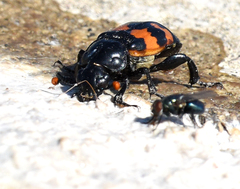 Nicrophorus guttula