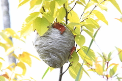 Dolichovespula maculata