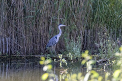 Ardea cinerea