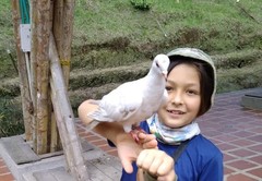Columba livia domestica