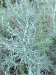 Camphorosmeae