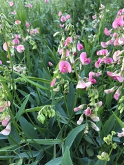 Lathyrus sylvestris