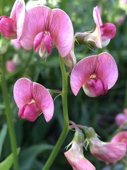 Lathyrus sylvestris