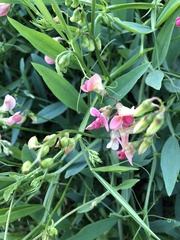 Lathyrus sylvestris