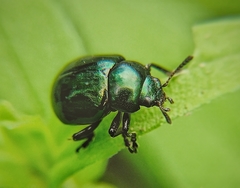 Leptinotarsa haldemani