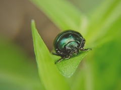 Leptinotarsa haldemani