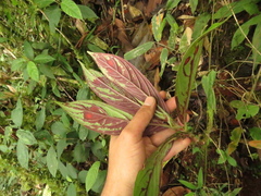 Columnea dimidiata
