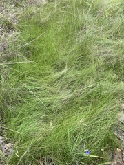 Eleocharis tenuis verrucosa