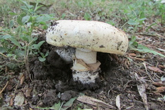 Agaricus