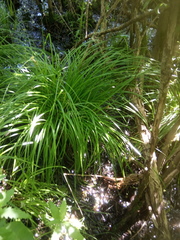Carex remota