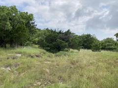 Eleocharis tenuis verrucosa