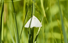 Lithostege farinata