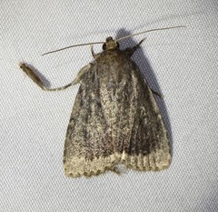 Amphipyra glabella