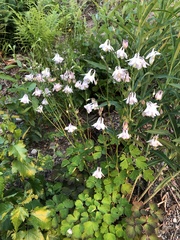 Aquilegia vulgaris
