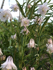Aquilegia vulgaris