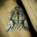 Heterocampa pulverea - Photo (c) Lena Zappia,  זכויות יוצרים חלקיות (CC BY-NC), הועלה על ידי Lena Zappia