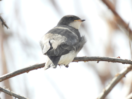 photo of Tree Swallow (Tachycineta bicolor)
