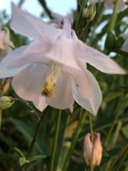 Aquilegia vulgaris
