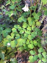 Aquilegia vulgaris