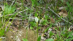 Primula meadia