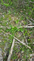 Primula meadia
