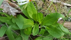 Primula meadia