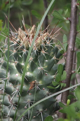 Coryphantha octacantha