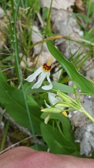 Primula meadia