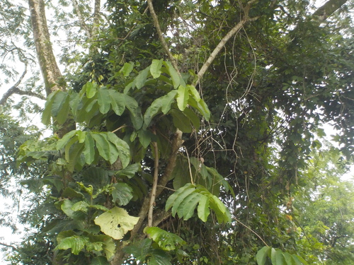 Pitayo (Stenocereus quevedonis)