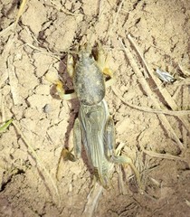 Neoscapteriscus borellii