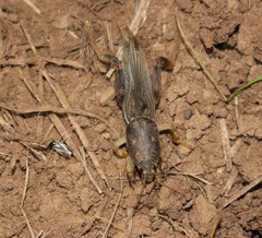 Neoscapteriscus borellii