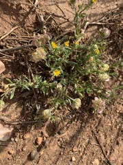 Calendula tripterocarpa