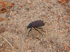 Eleodes acuta
