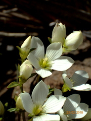 Gentianella stellata