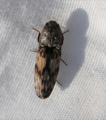 Pherhimius fascicularis