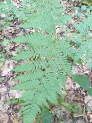 Pteridium pinetorum