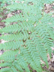 Pteridium pinetorum