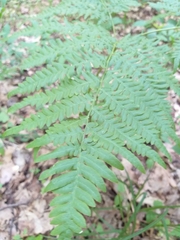Pteridium pinetorum