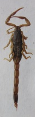 Centruroides margaritatus