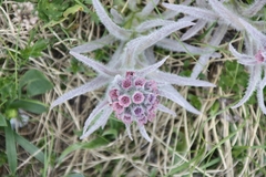 Cynoglossum magellense