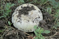 Agaricus