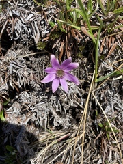 Pulsatilla multiceps