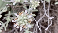 Teucrium polium