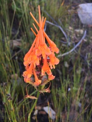 Disa porrecta