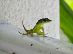 Anolis extremus