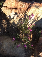 Indigofera equimontana