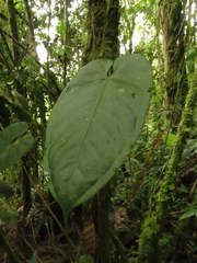 Anthurium myosuroides