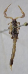 Centruroides margaritatus