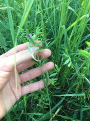 Vicia sativa