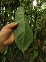 Anthurium myosuroides